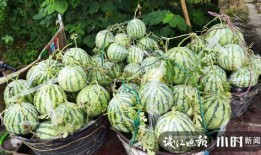 韩城吃瓜事件网红是谁,揭秘网红背后的真相